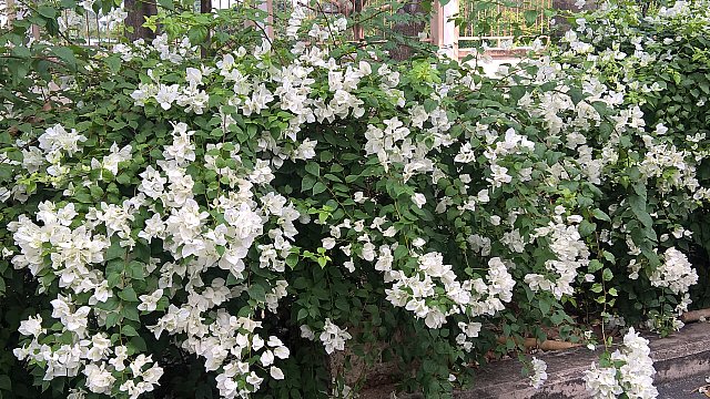 xanh (12)